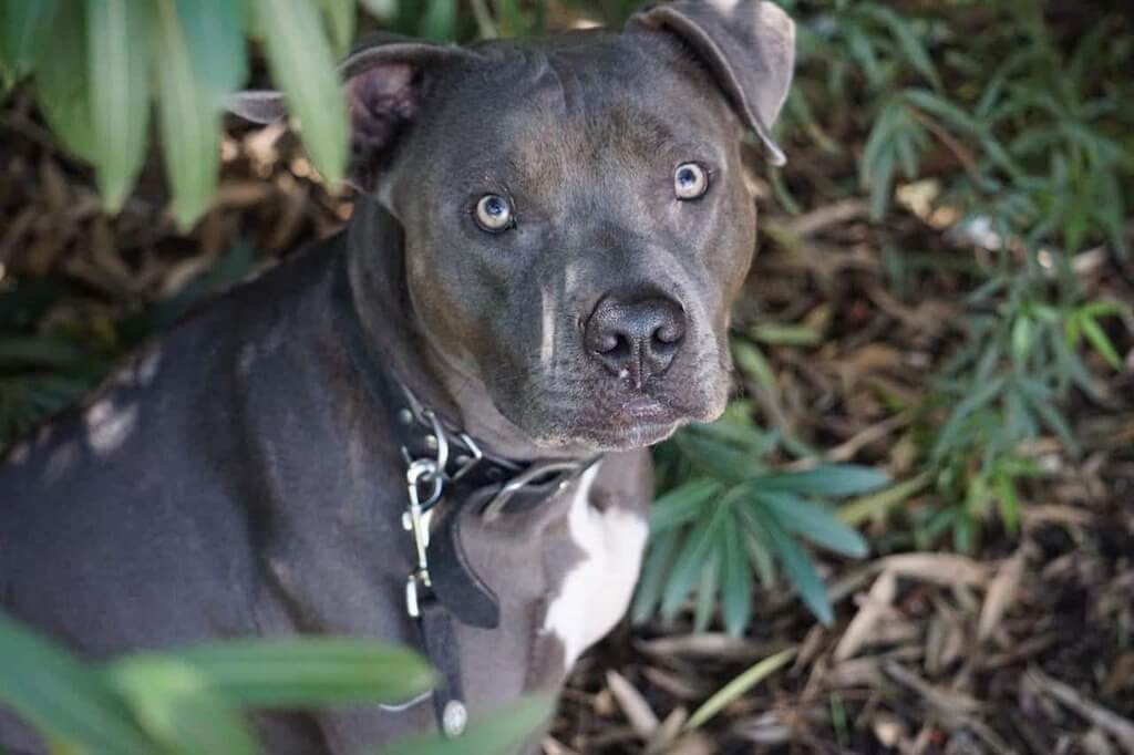 blue nose pitbull Temperament and Personality