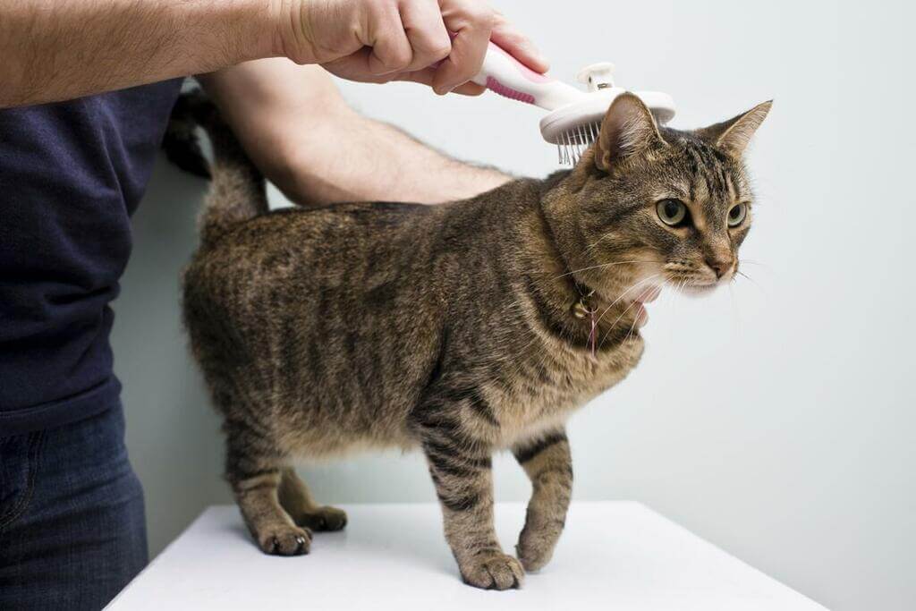 Grooming of Domestic Shorthair Household Cat