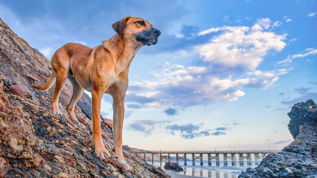 Are Black Mouth Cur Good Family Dogs