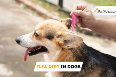 Flea Dirt in Dogs