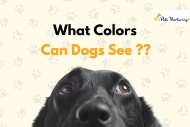 What Colors can Dogs See