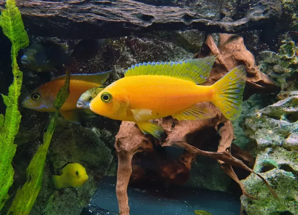 Fish that can live in a small bowl