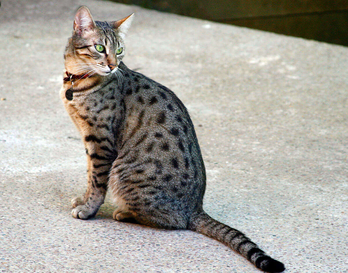 rusty spotted cats: Egyptian Mau