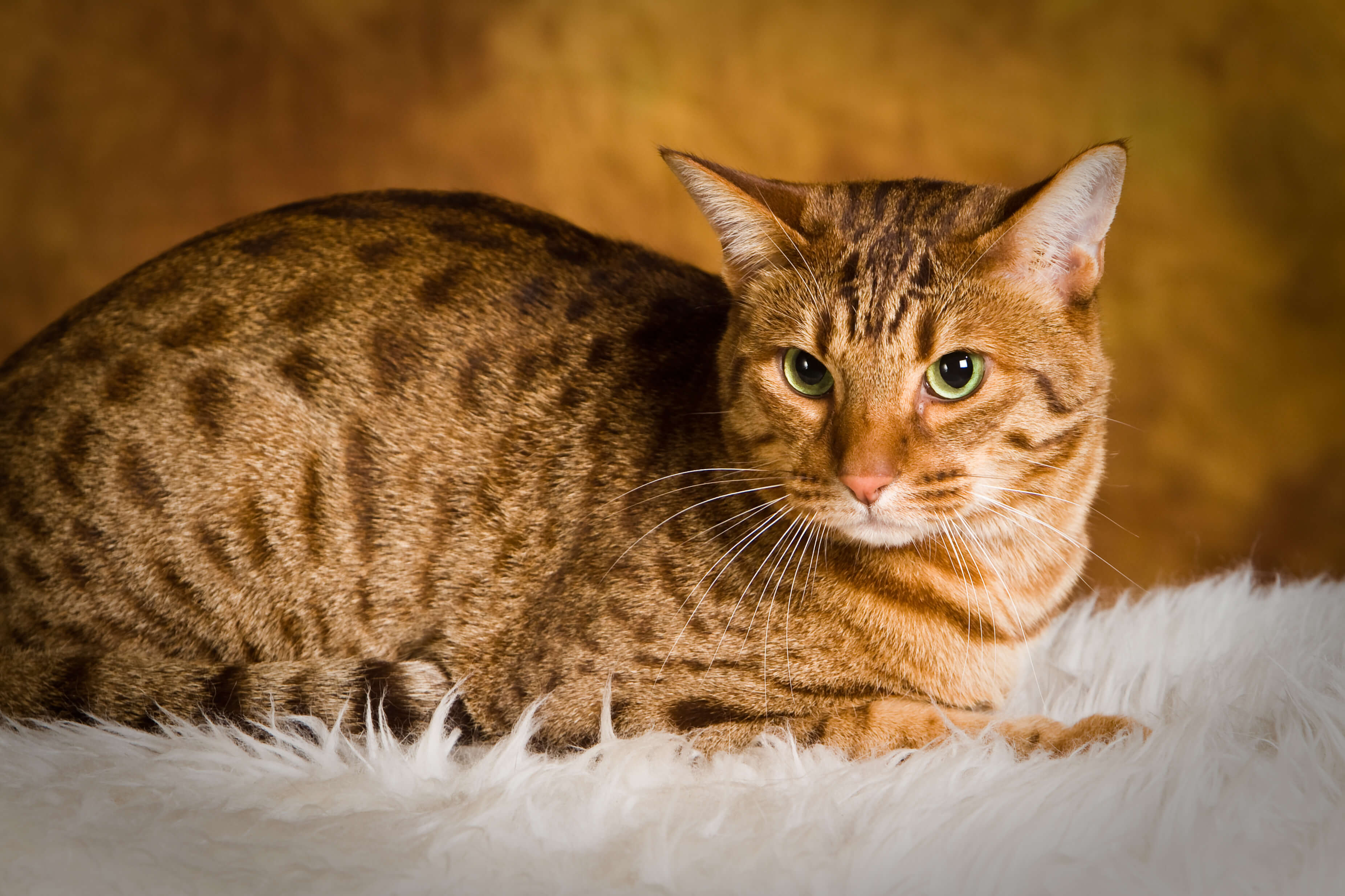 rusty spotted cats: Ocicat