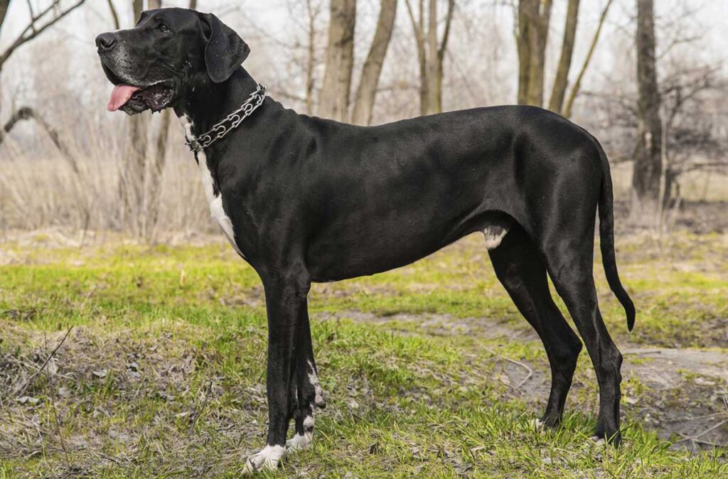large dog breeds
