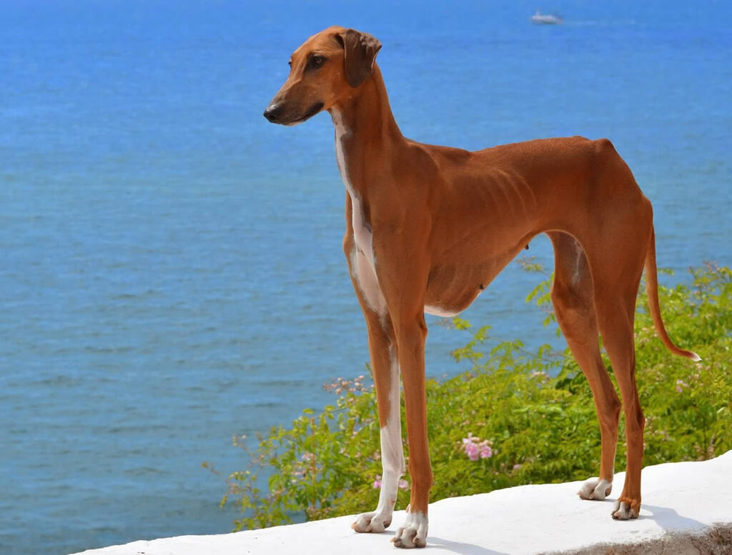 most expensive dog breeds: Azawakh