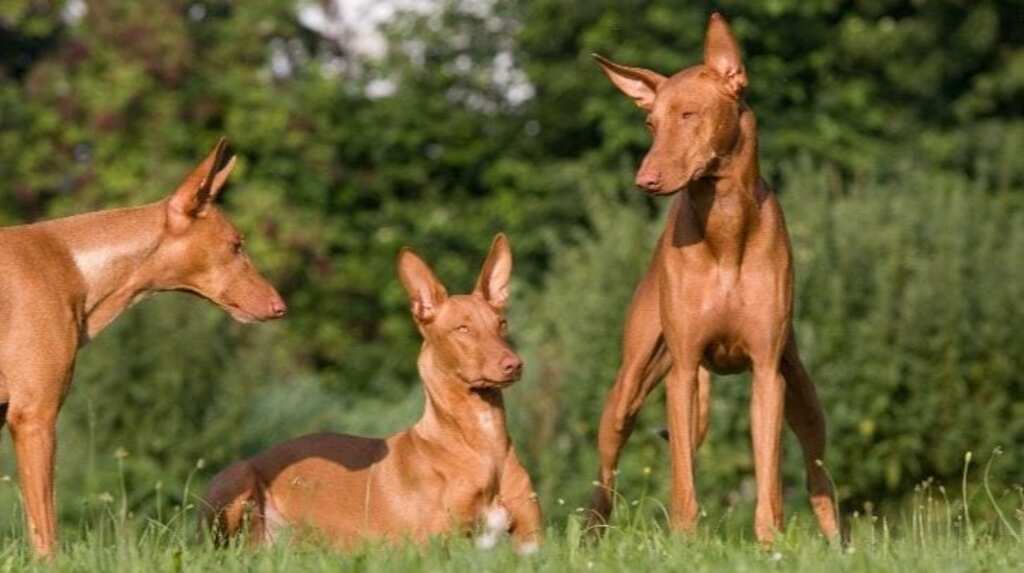 most expensive dog breeds: Pharaoh Hound Breed Dog