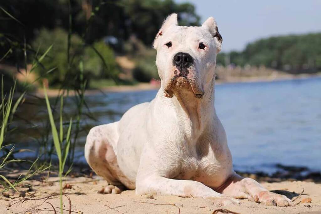most expensive dog breeds: Dogo Argentino