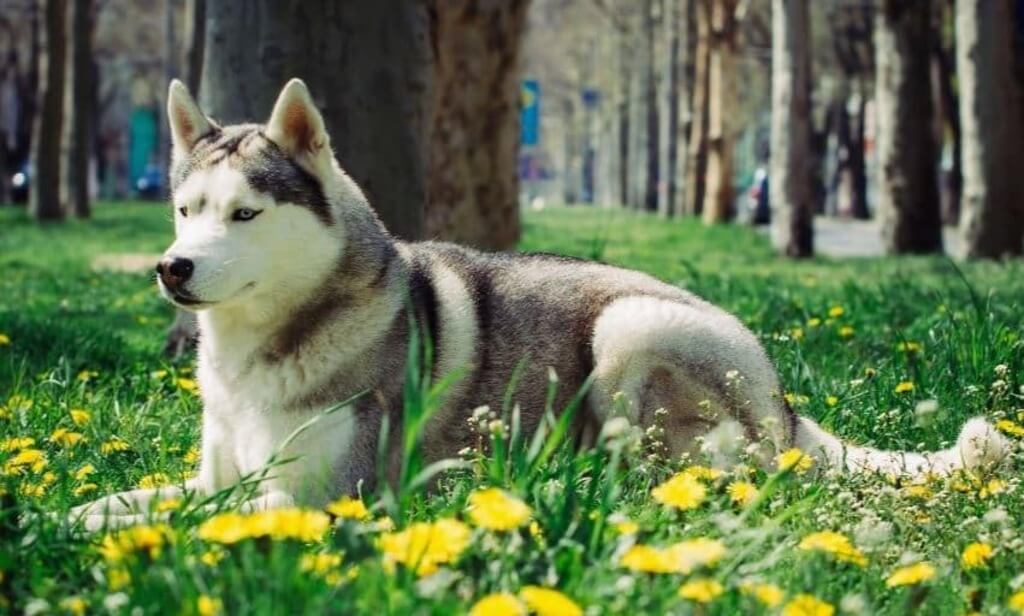 most expensive dog breeds: Canadian Eskimo