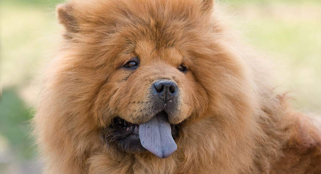 most expensive dog in the world: Chow Chow