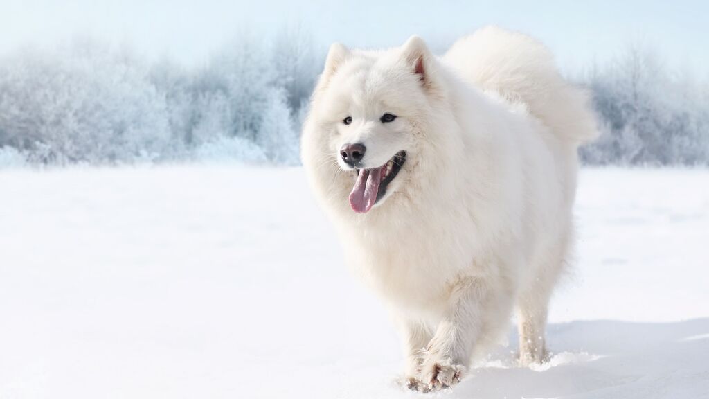 most expensive dog in the world: Samoyed