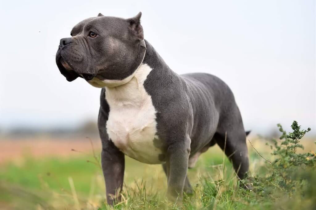 Muscular dog breed in the world: American Bully