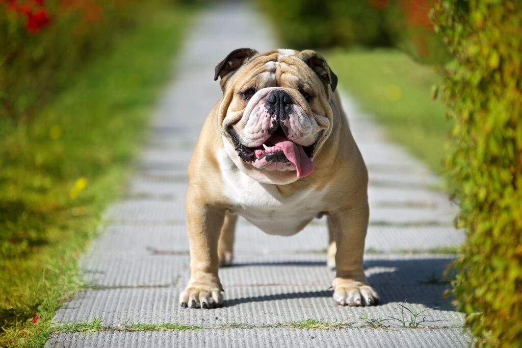 Muscular dog breed in the world: English Bulldog