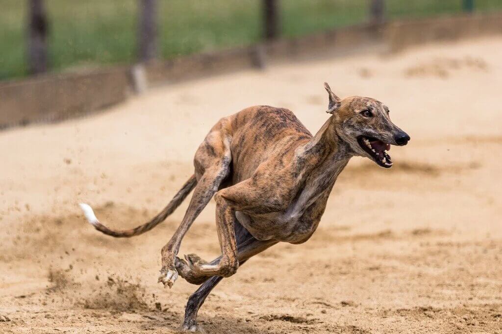 muscular dog breeds: Greyhound