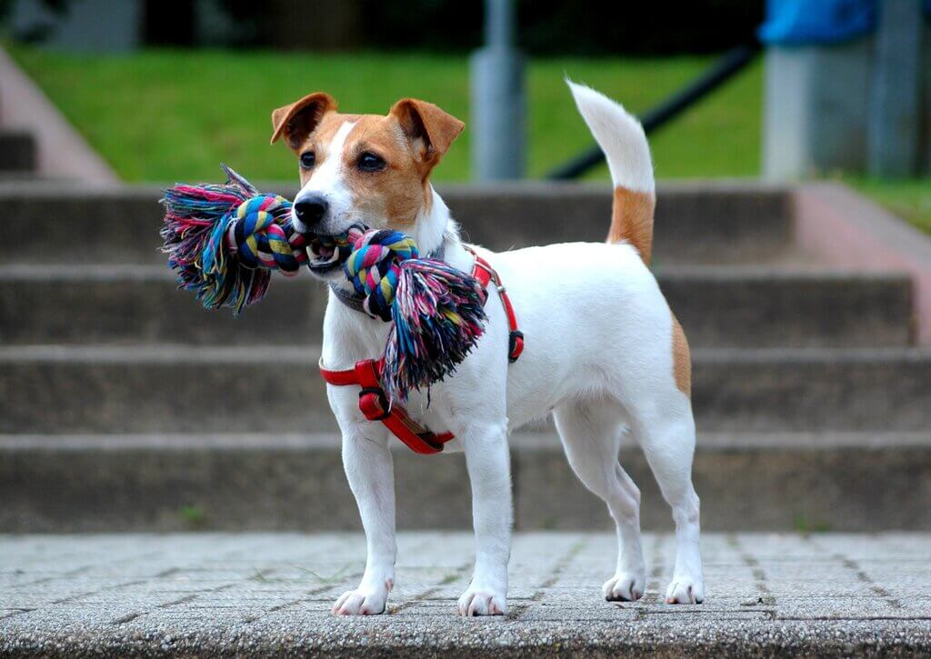 muscular dog breeds: Jack Russel Terrier