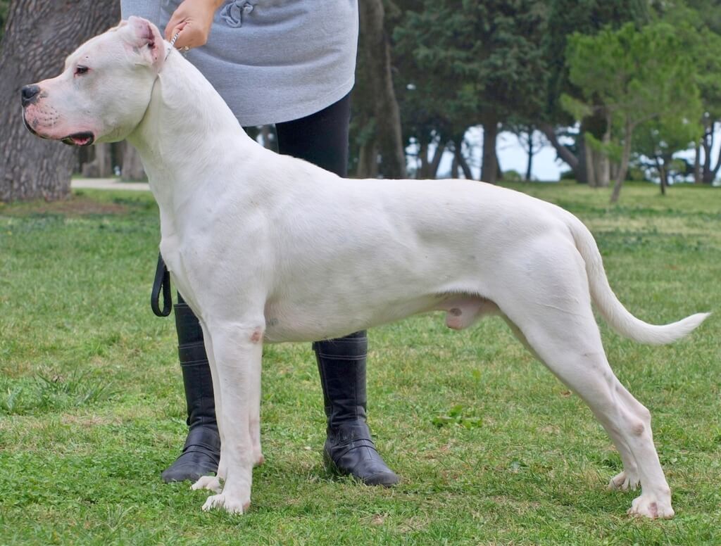 muscular dog breeds: Dogo Argentino
