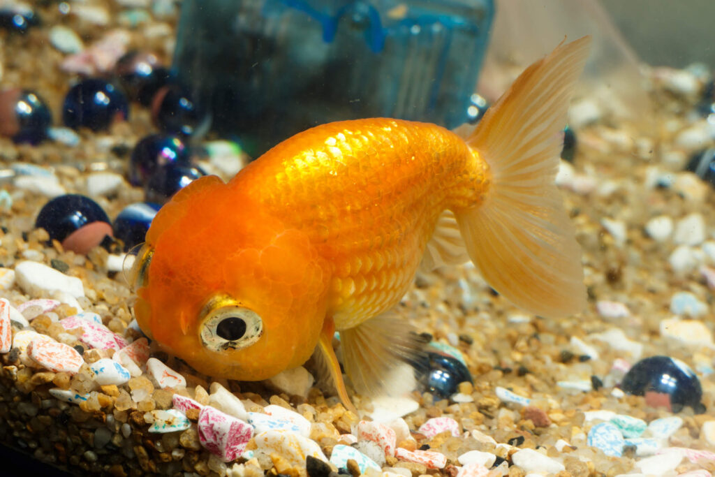Goldfish 