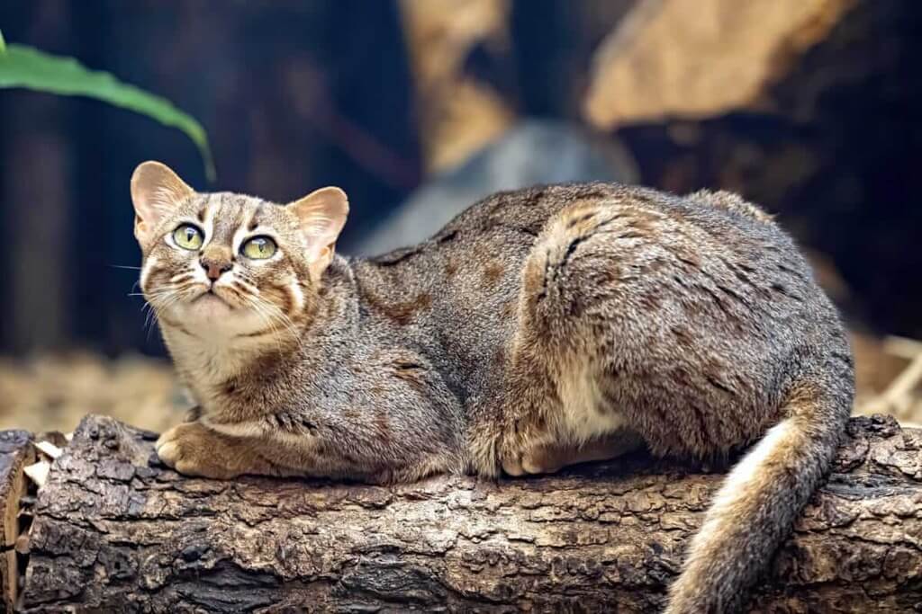 rusty spotted cats