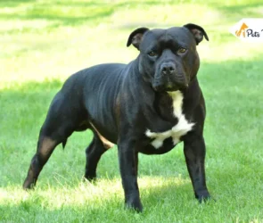 American staffordshire terrier