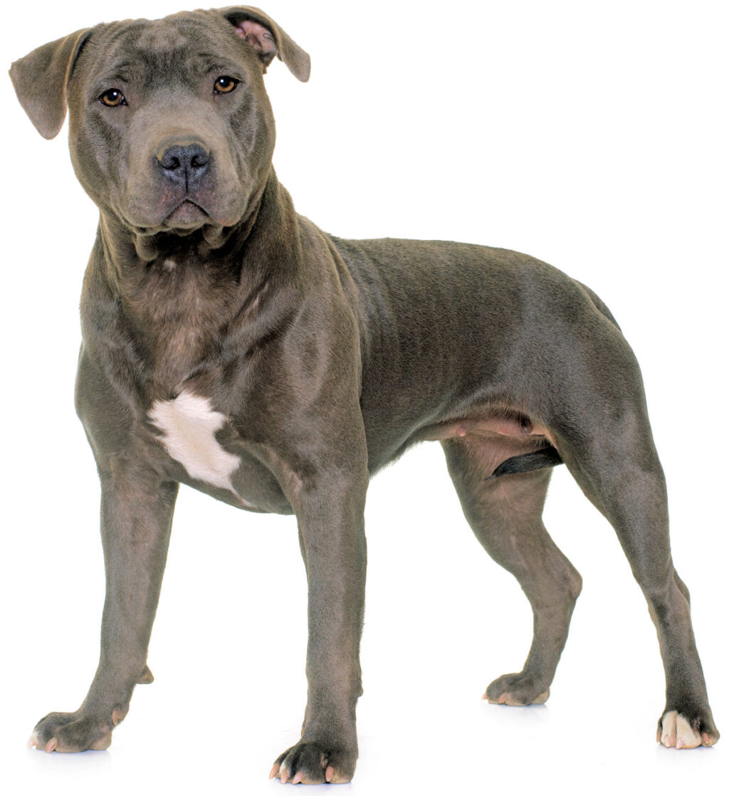 Appearance of American Staffordshire terrier