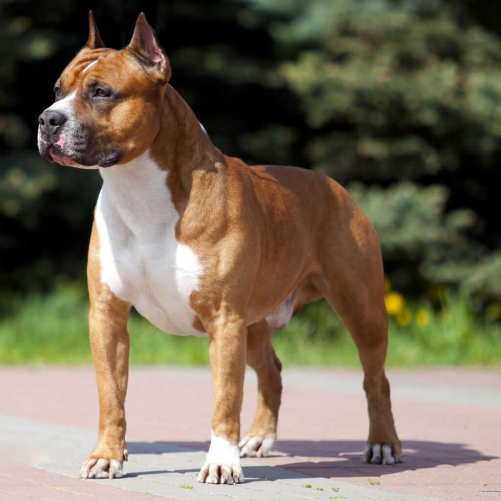 Personality and characteristics of American Staffordshire terrier
