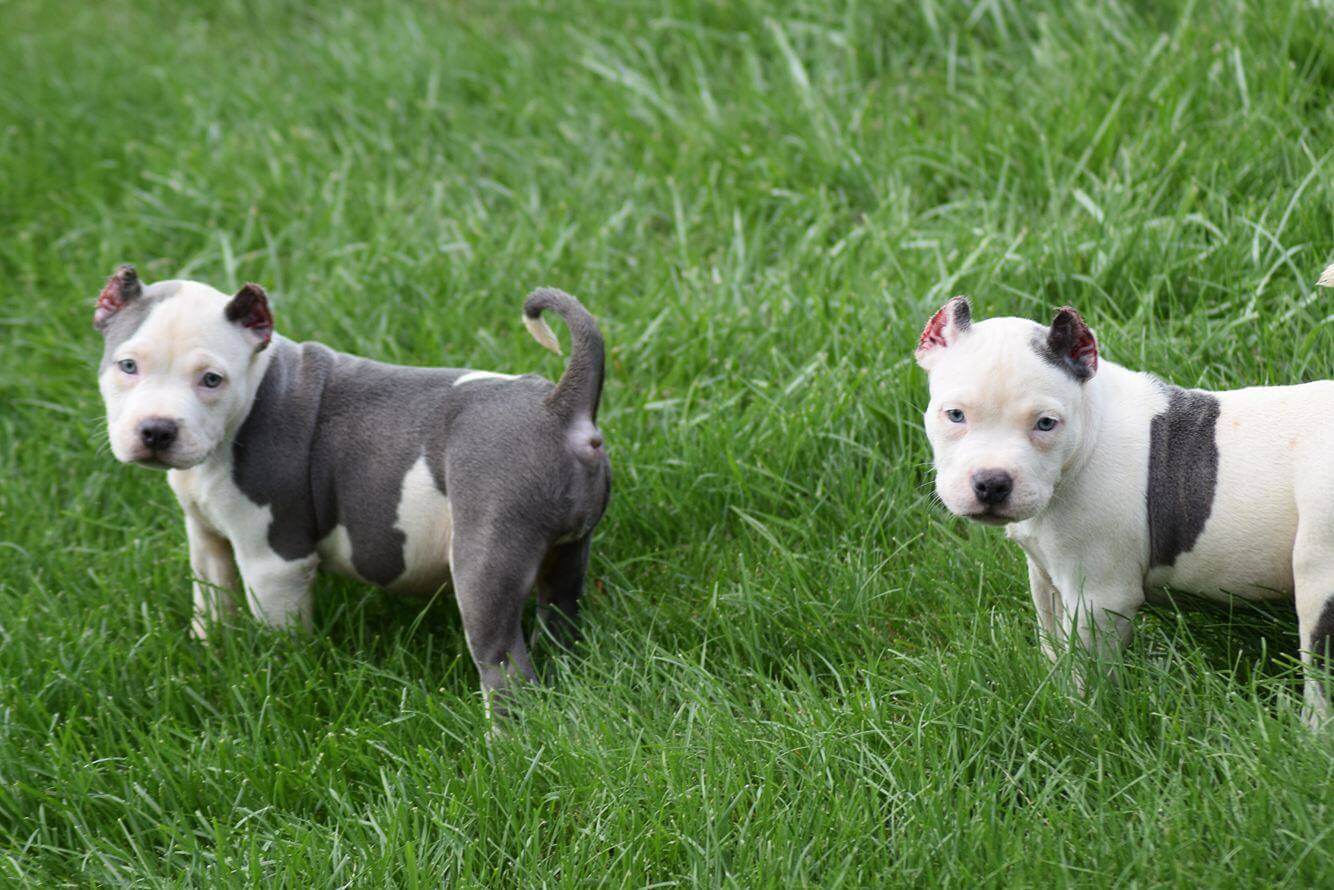 Additional info on the four recognized sizes of American bullies