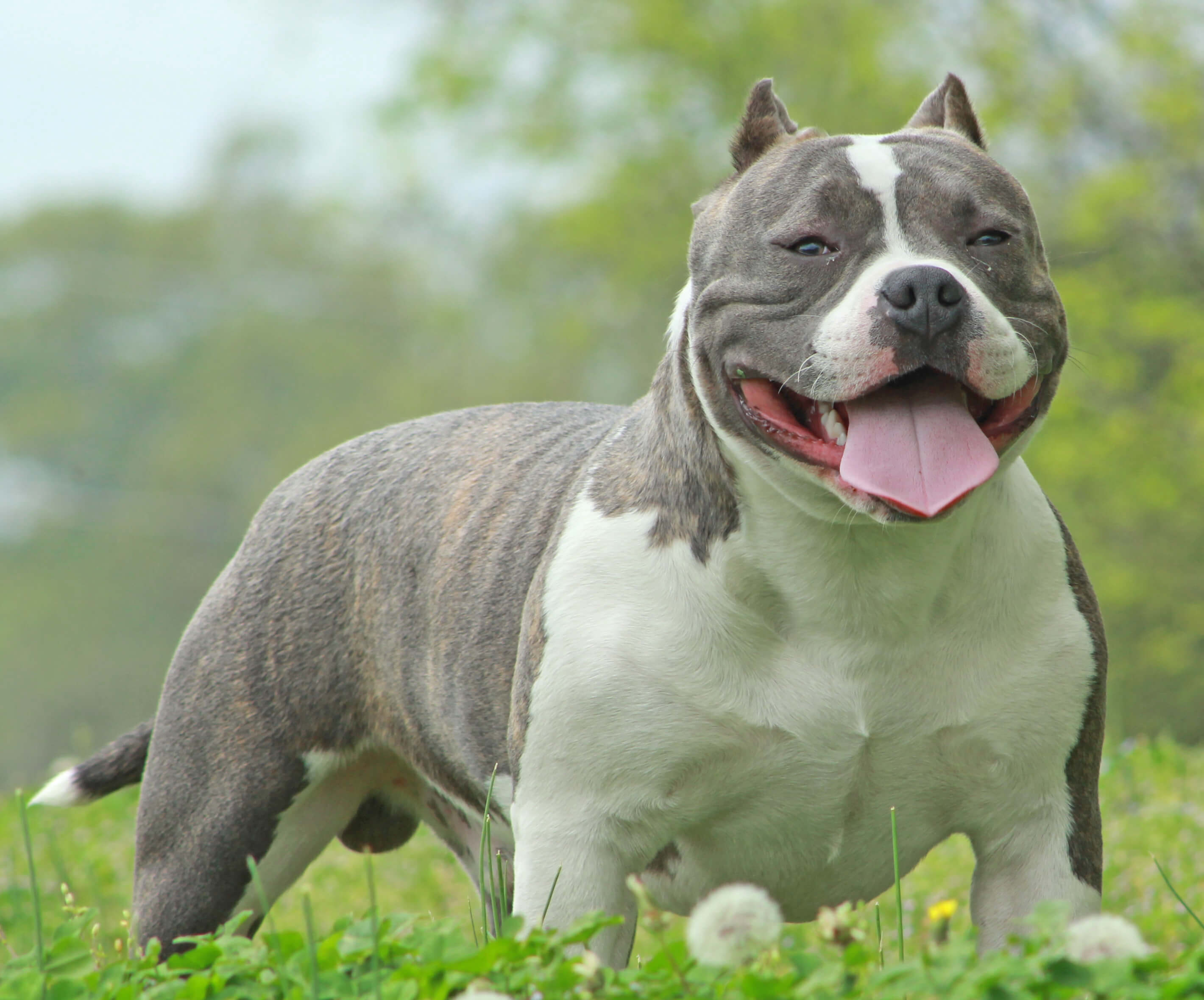 Variations Between the American Bully and Also the Pit Bull
