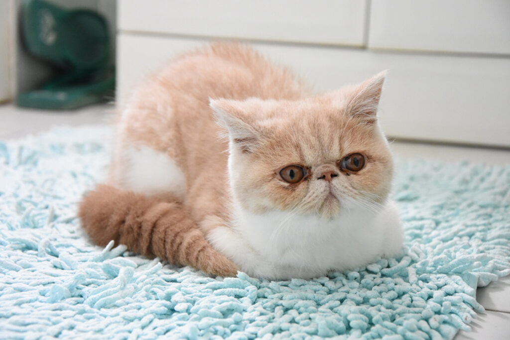 Time for Emergencies of Exotic Shorthair kittens