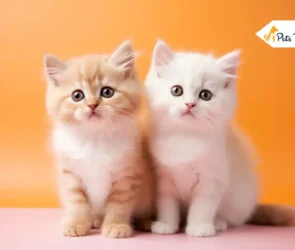 Exotic shorthair kittens