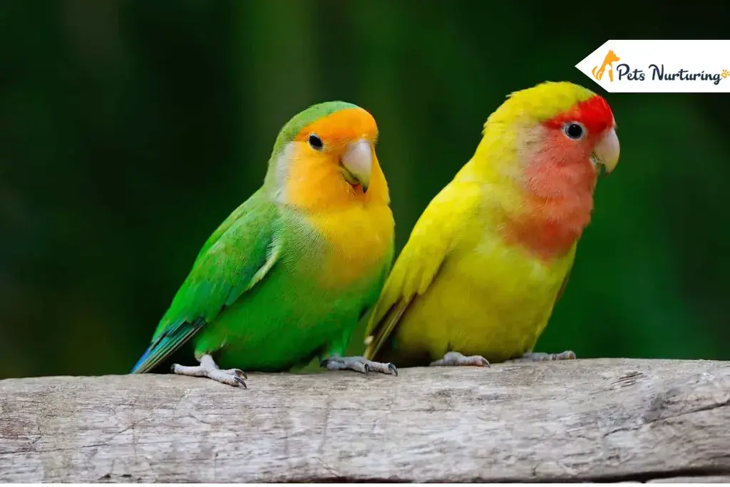 Facts About Love Bird