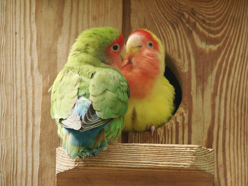 Fun facts about love birds