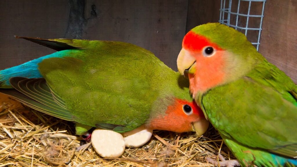 Love birds as pet