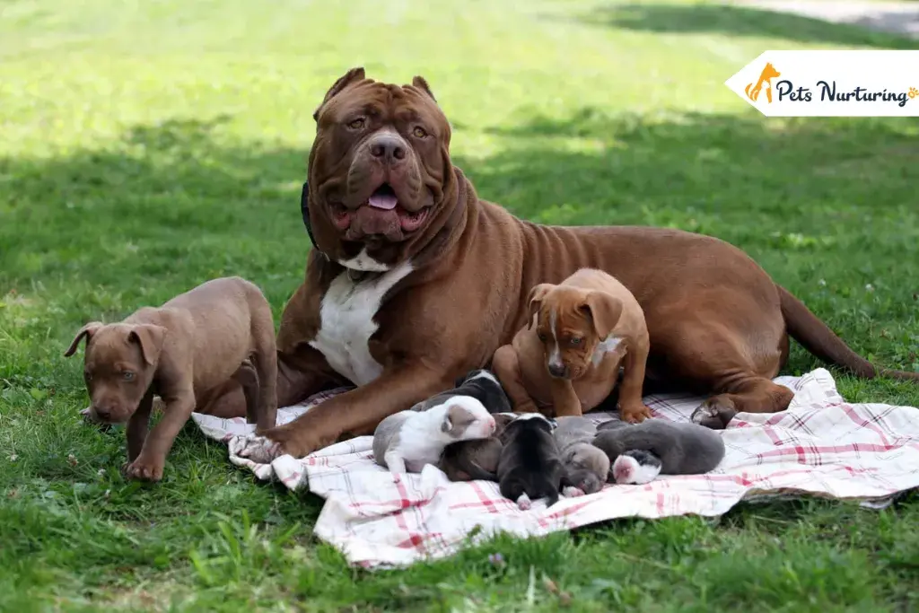 Pitbull Dog and puppies