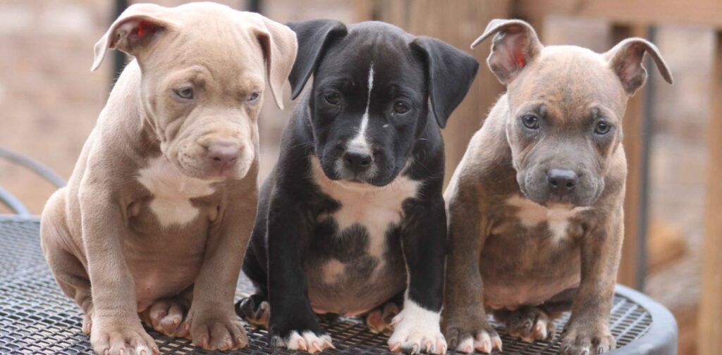  Pitbull dog's Puppies