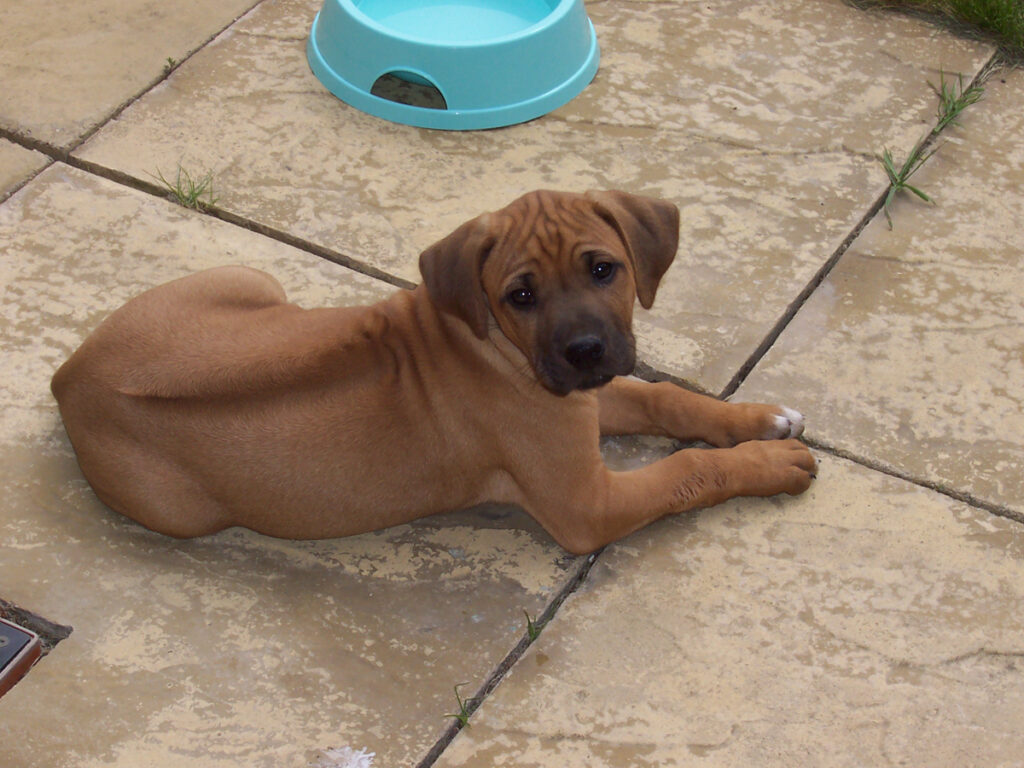 Health Complications as Well as Care for Rhodesian ridgeback puppy