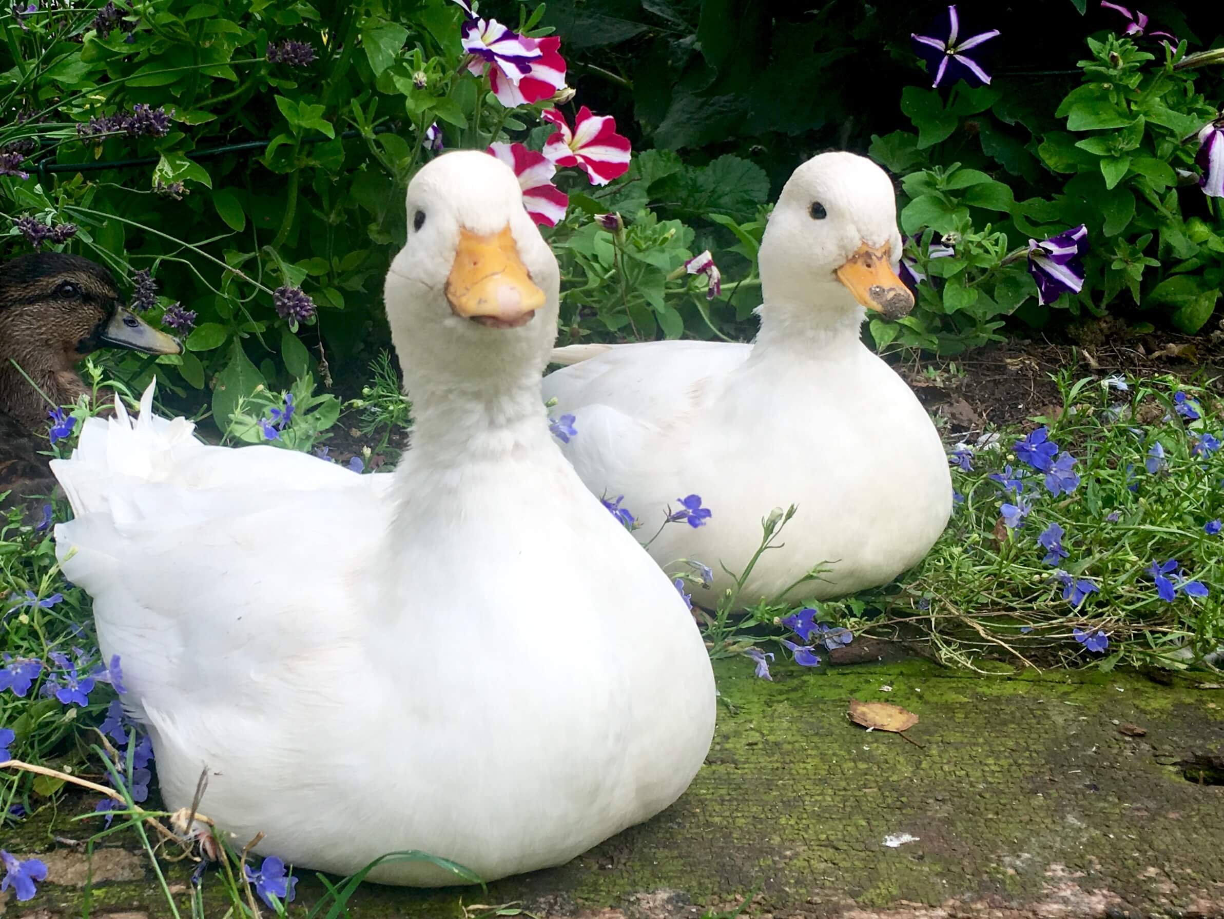 domestic duck breeds
