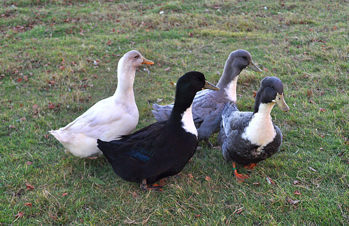 domestic duck breeds