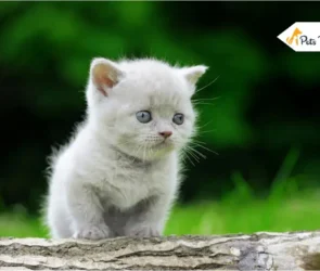 Small Cat Breeds