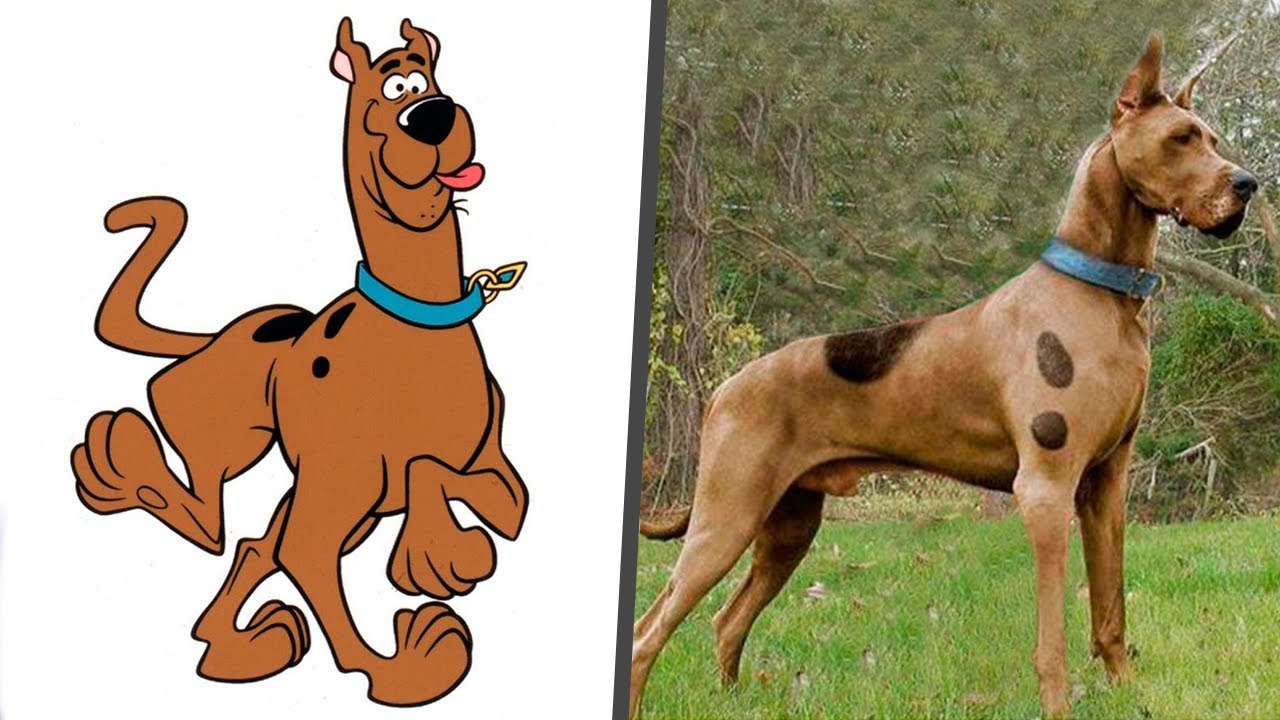 what kind of dog is Scooby Doo?
