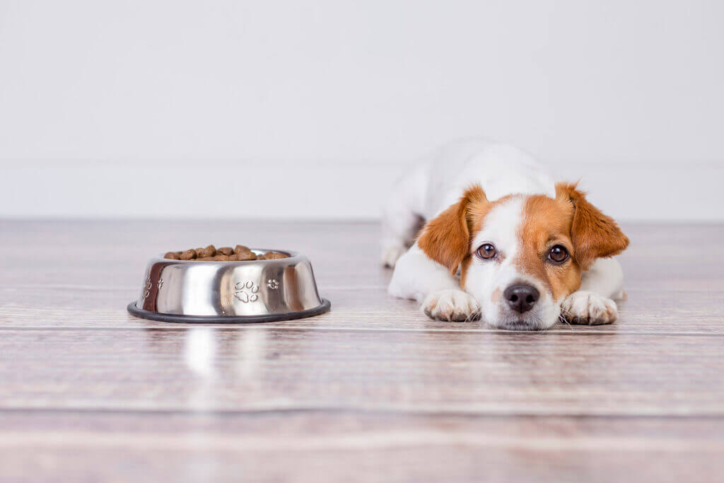 Why is Your Dog Not Eating or Drinking?