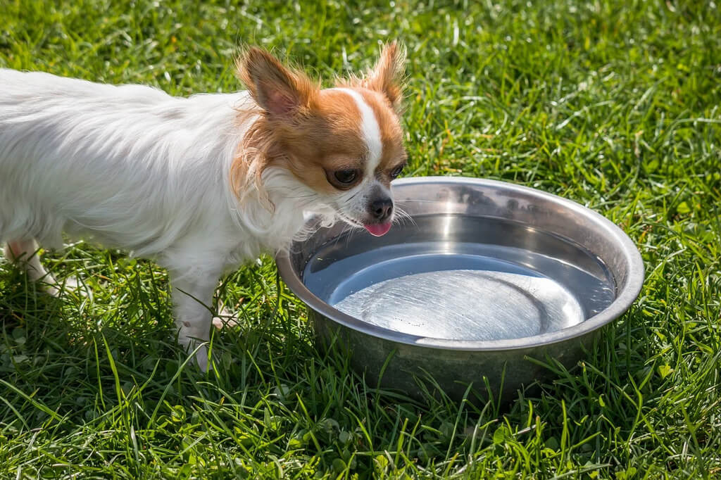 How Long Can a Dog Go Without Water?