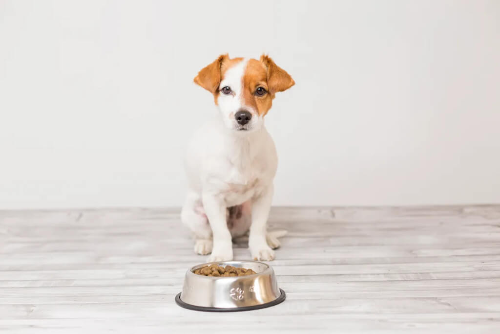 Medical Issues: how long can a dog go without eating