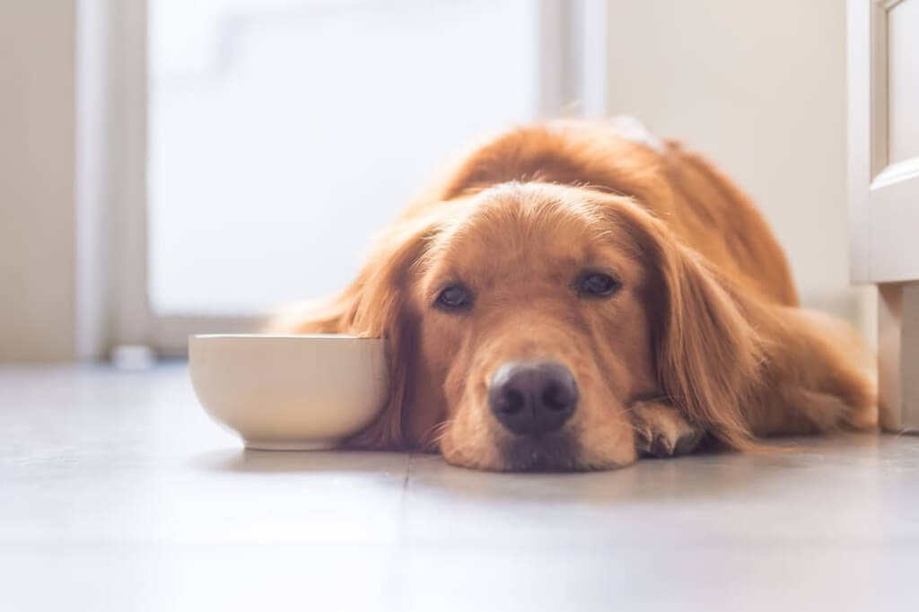 Mental Health & Emotional Issues leads dog go without eating