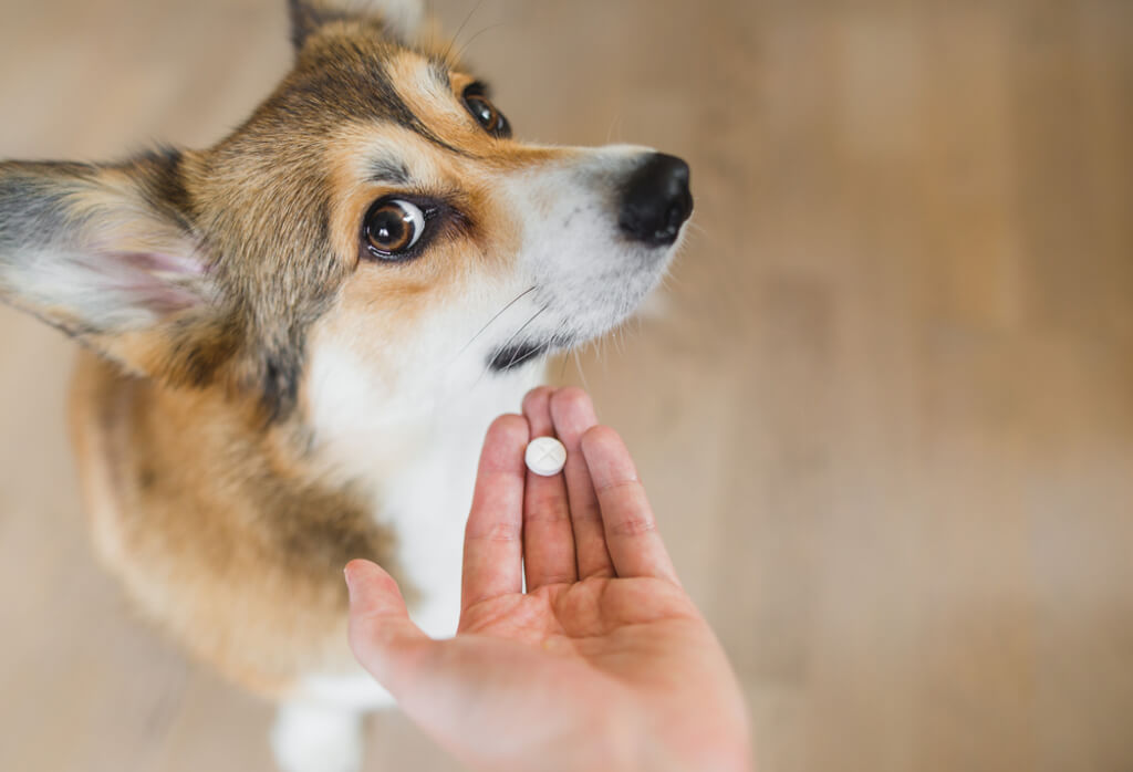 Medications : how long can a dog go without eating