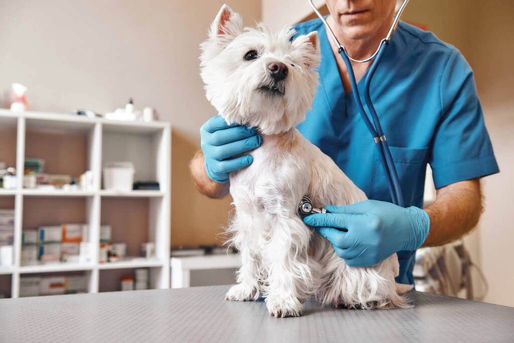 When To Visit a Vet? when dog go without water