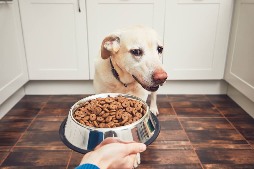 how long can dogs go without food