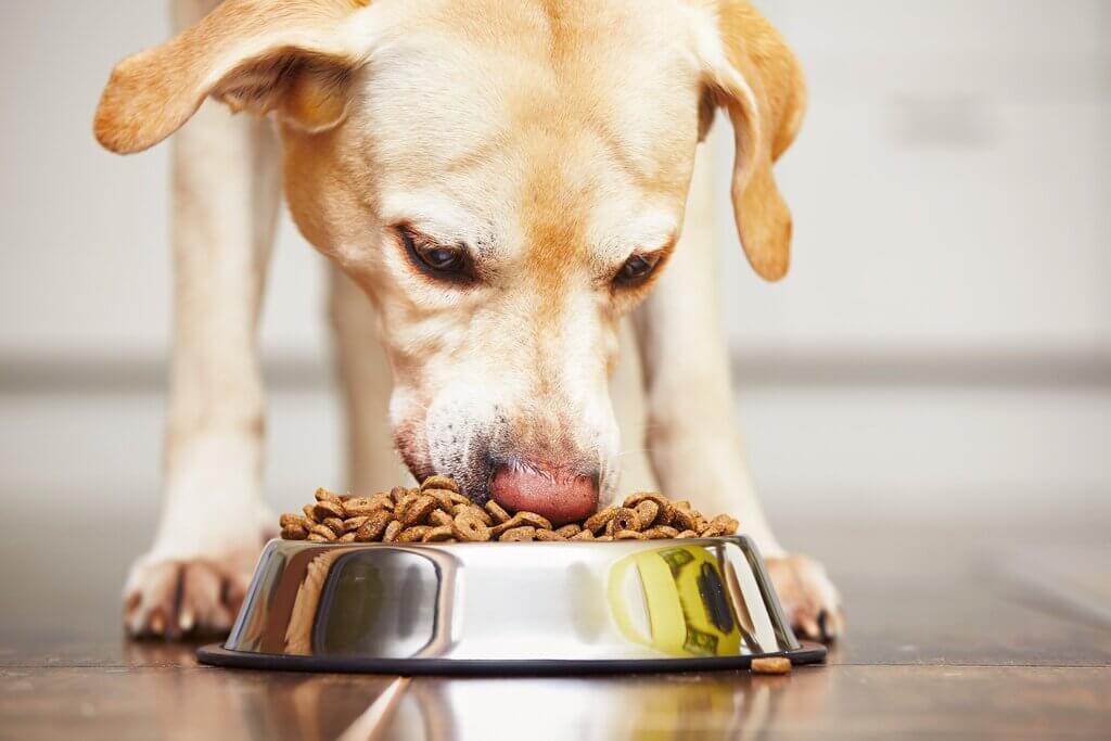 How Can I Get My Dog to Eat Food?