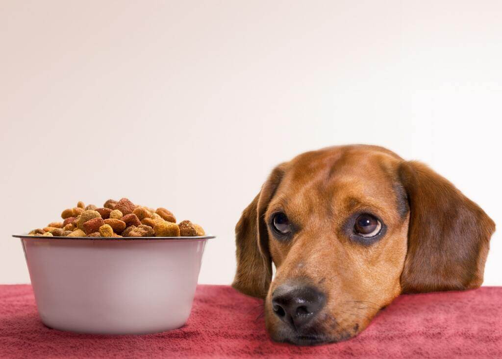 Change in Food: how long can dogs go without food