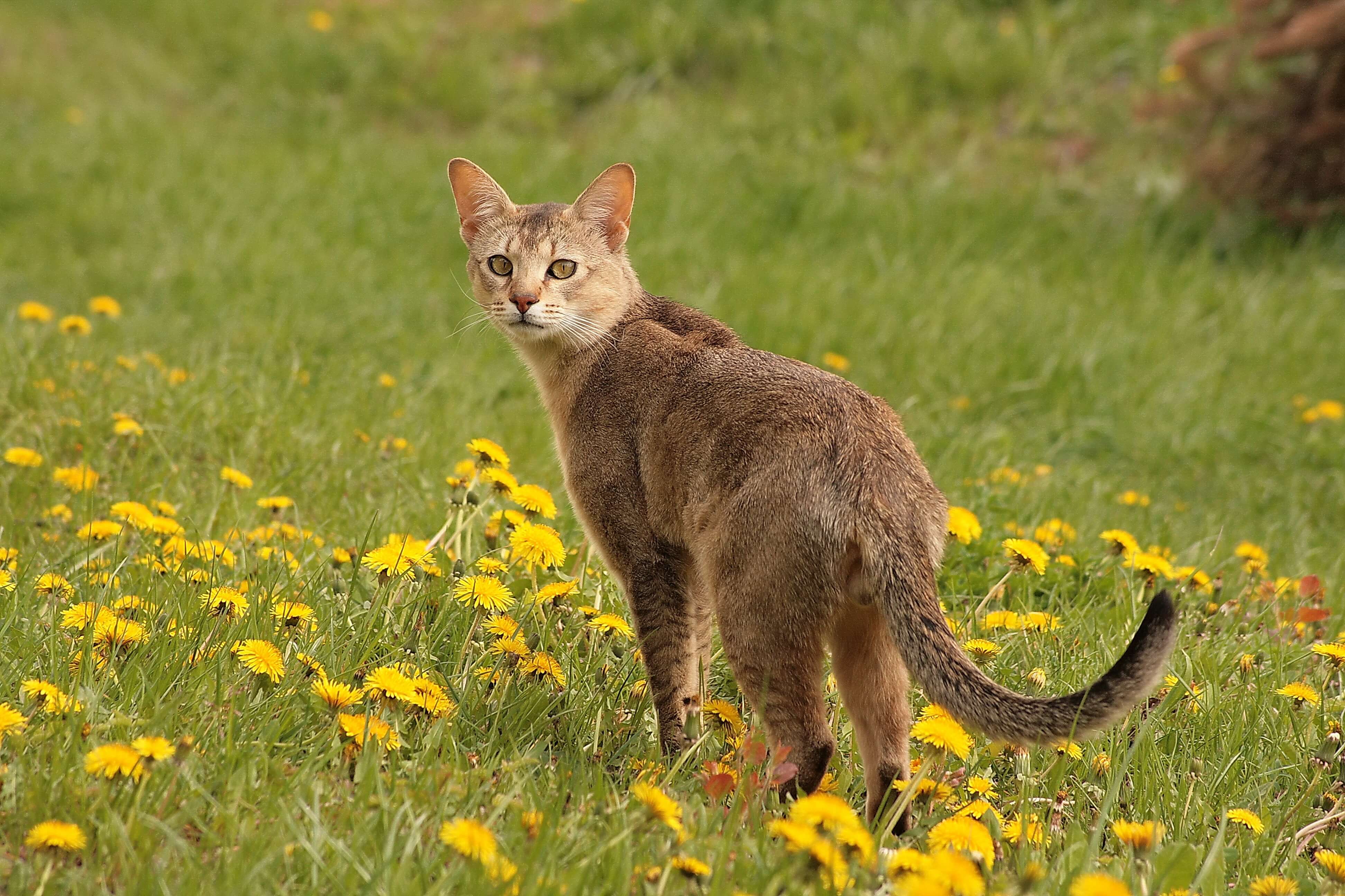 Chausie: largest domestic cat breed