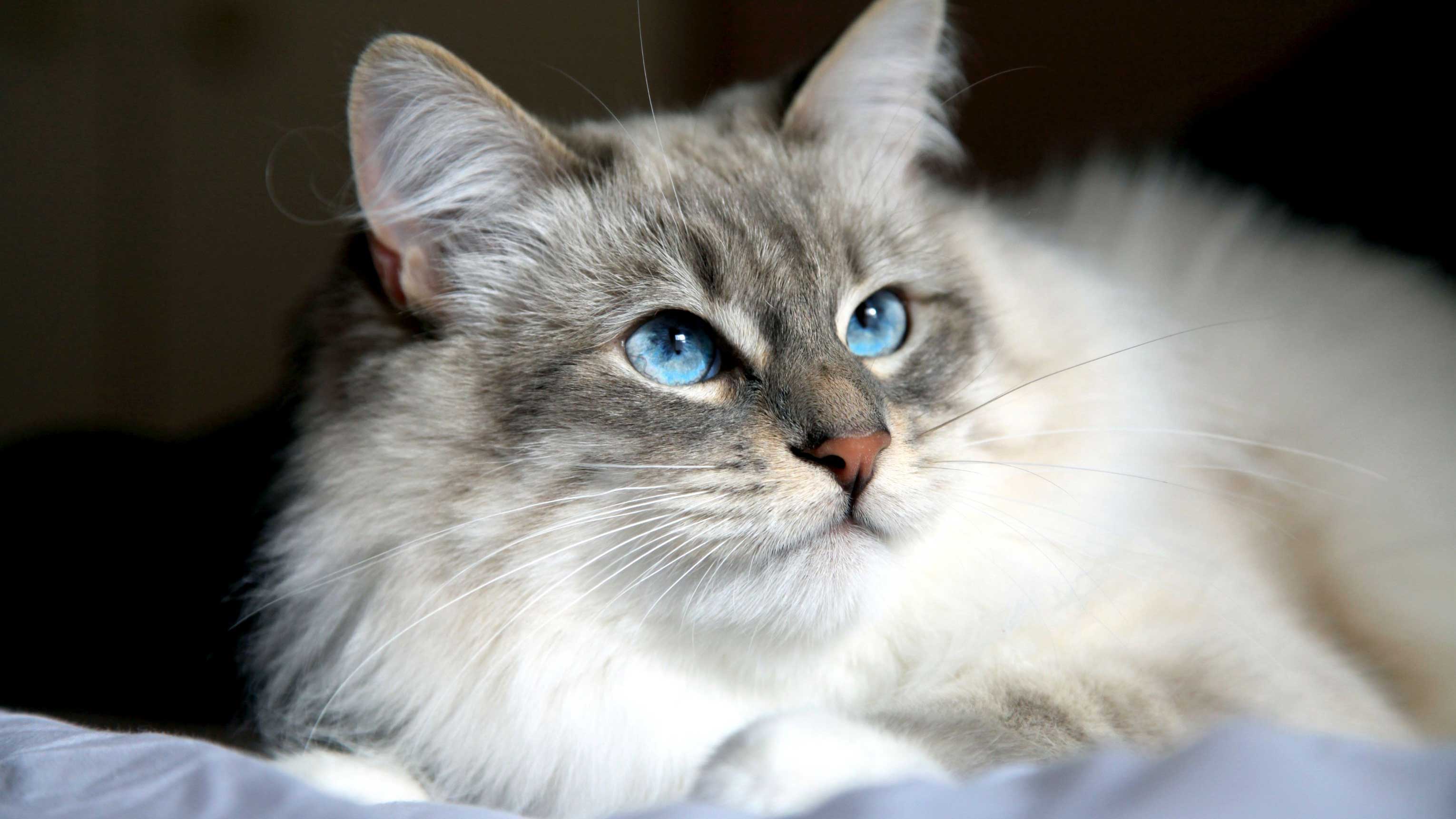 Siberian: largest domestic cat breed